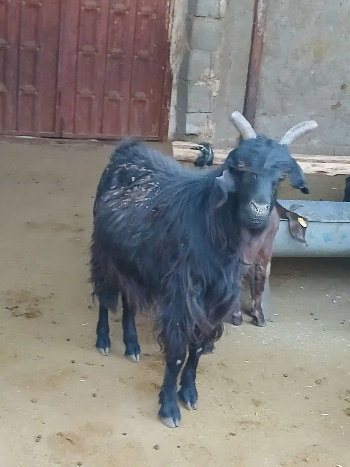 بز آبستن رو مایه|حیوانات مزرعه|مرودشت, مختارآباد|دیوار