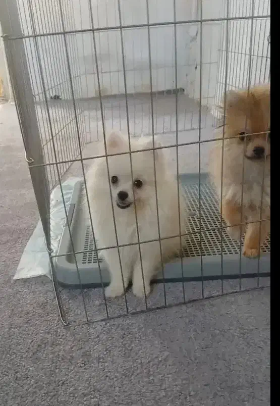 توله سگ88روزه پامر با اصالت و تضمین زیبا ترین رنگ|سگ|مشهد, اقبال|دیوار