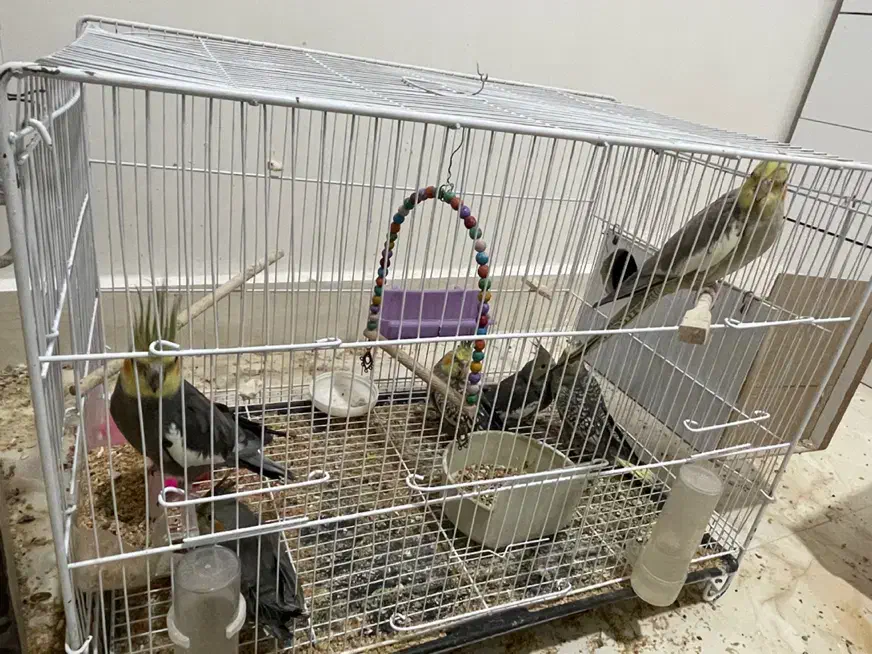 عروس هلندی|پرنده|تربت‌حیدریه, شهدا|دیوار