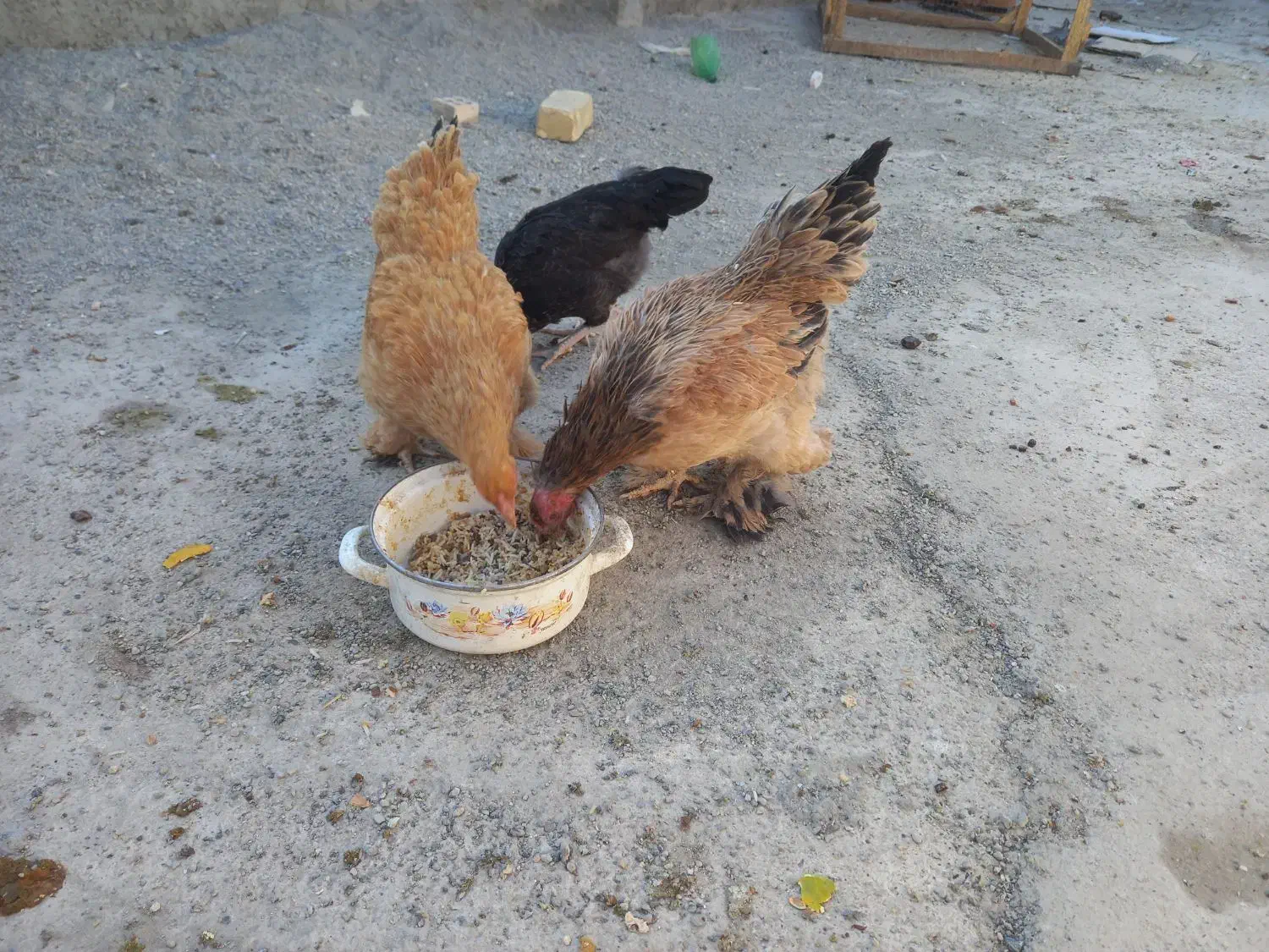 مرغ تخم گذار|حیوانات مزرعه|خمینی‌شهر, |دیوار