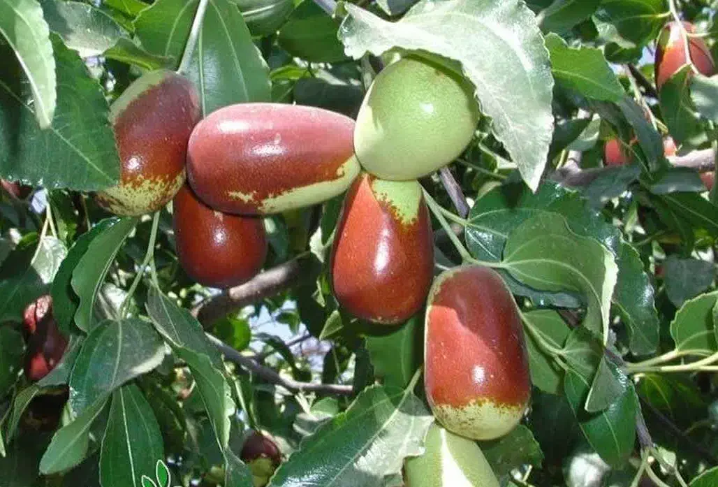 شروع پیشفروش نهال عناب گلابی پیوندی|خدمات باغبانی و درختکاری|ارشق, |دیوار