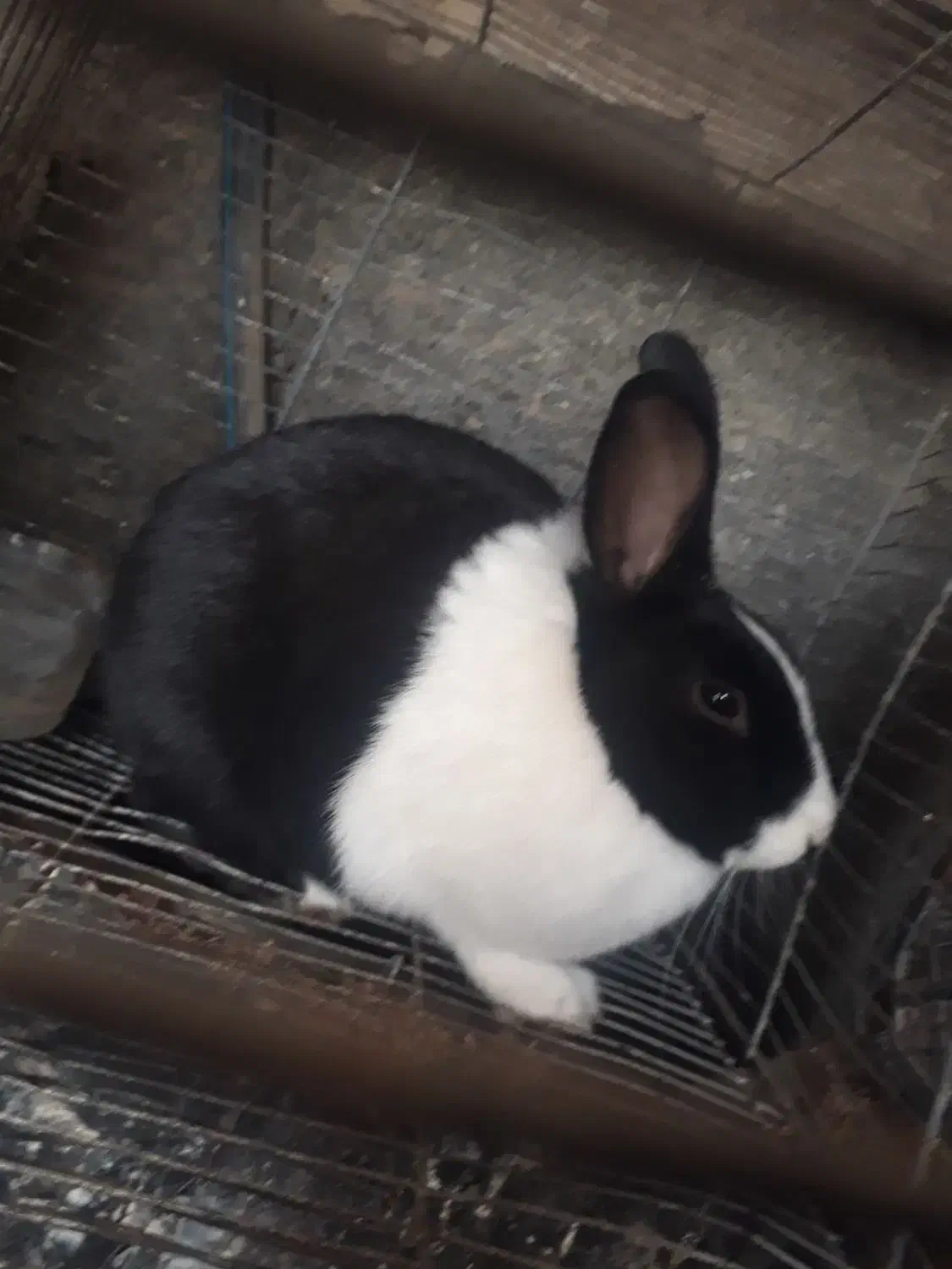 خرگوش|موش و خرگوش|تربت‌حیدریه, سرمحله|دیوار