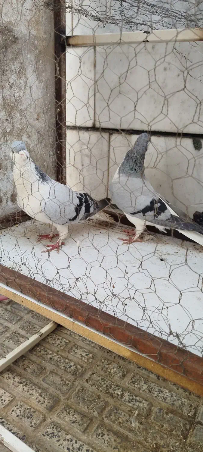 رنگی|پرنده|محمدیه-قزوین, |دیوار