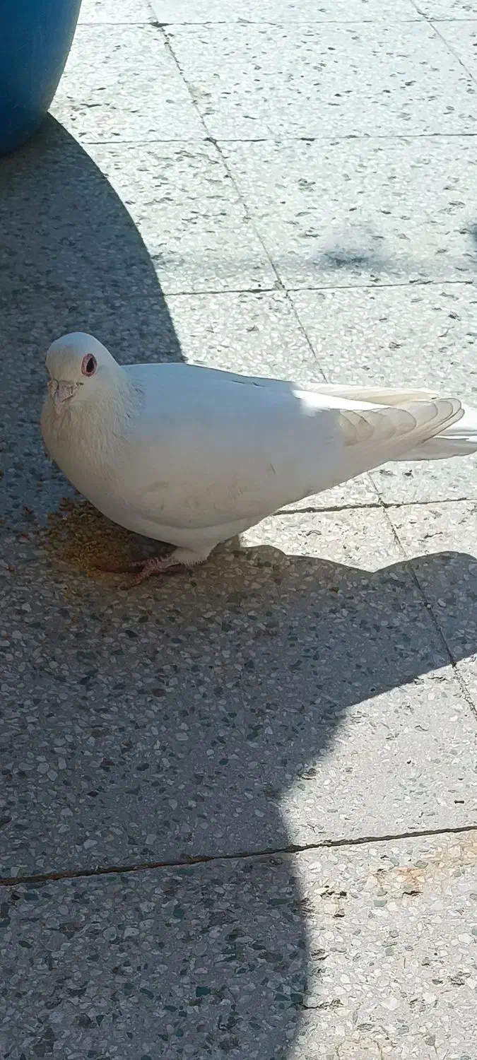 پلاکی سفید نر|پرنده|قم, زنبیل آباد|دیوار