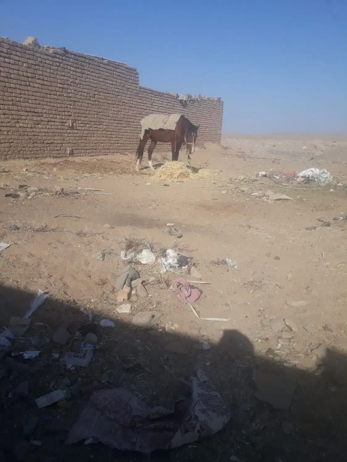 اسب|حیوانات مزرعه|سلامی, |دیوار