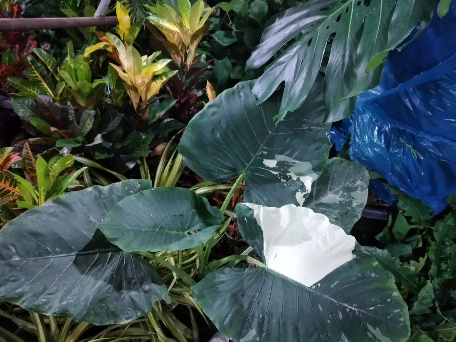 گل آپارتمانی|گل و گیاه طبیعی|فسا, |دیوار