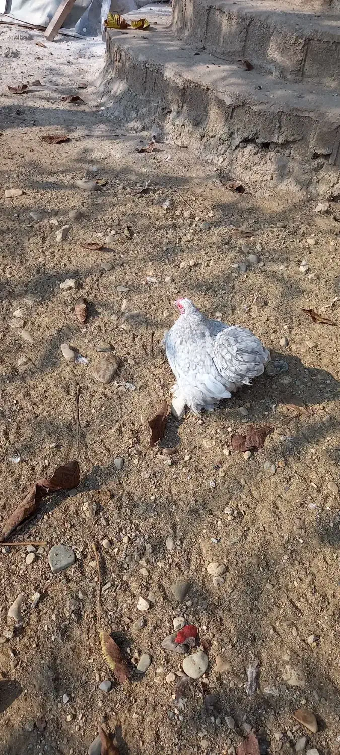 مرغ وخروس کوشین|حیوانات مزرعه|فومن, |دیوار