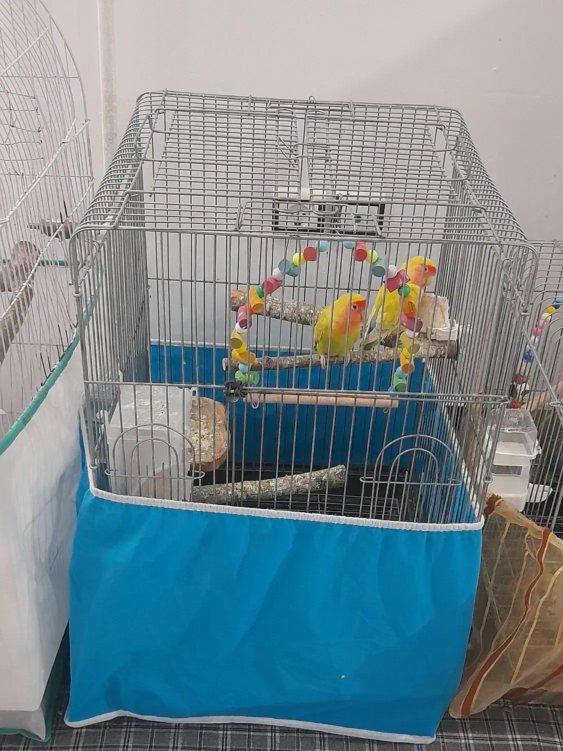 عروس هلندی و کوتوله|پرنده|قم, سید معصوم|دیوار