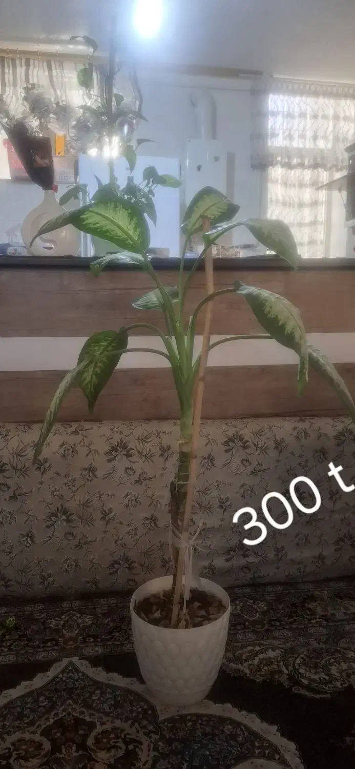 گل و گیاه|گل و گیاه طبیعی|ایوان, |دیوار