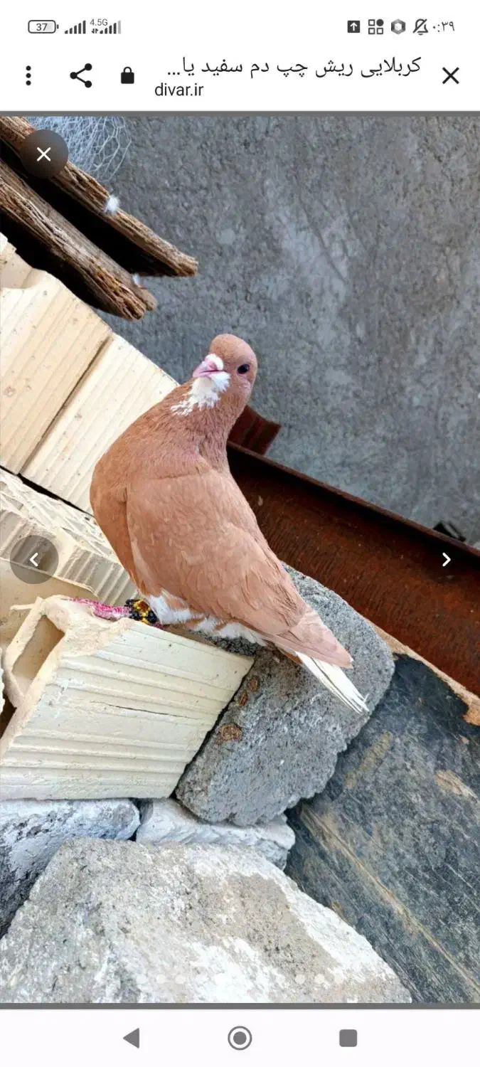 سلام ماده پرشی|پرنده|سربیشه, |دیوار