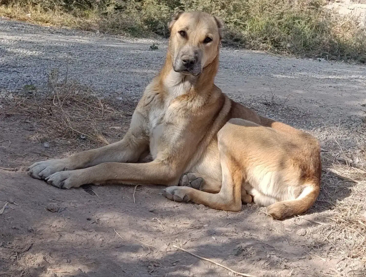 سگ نر|سگ|سمنان, |دیوار