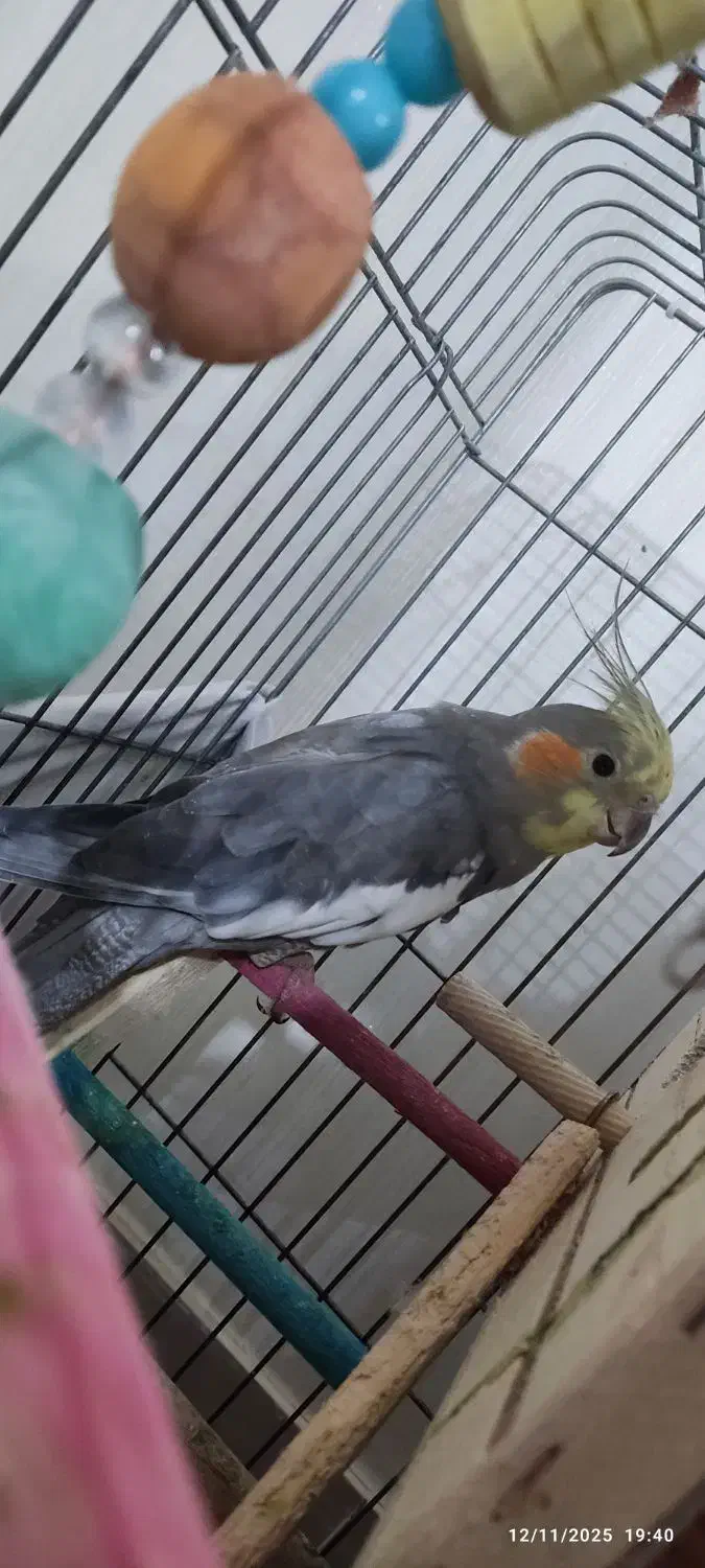 یه جفت عروس هلندی|پرنده|رودهن, |دیوار