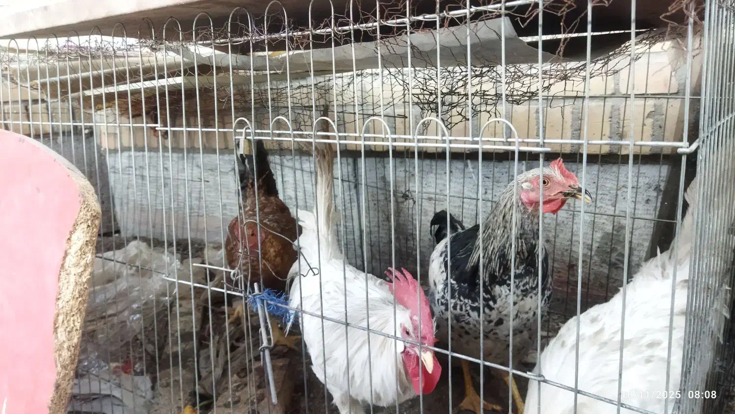 خروس جوان|حیوانات مزرعه|مشهد, شهرک صنعتی توس|دیوار