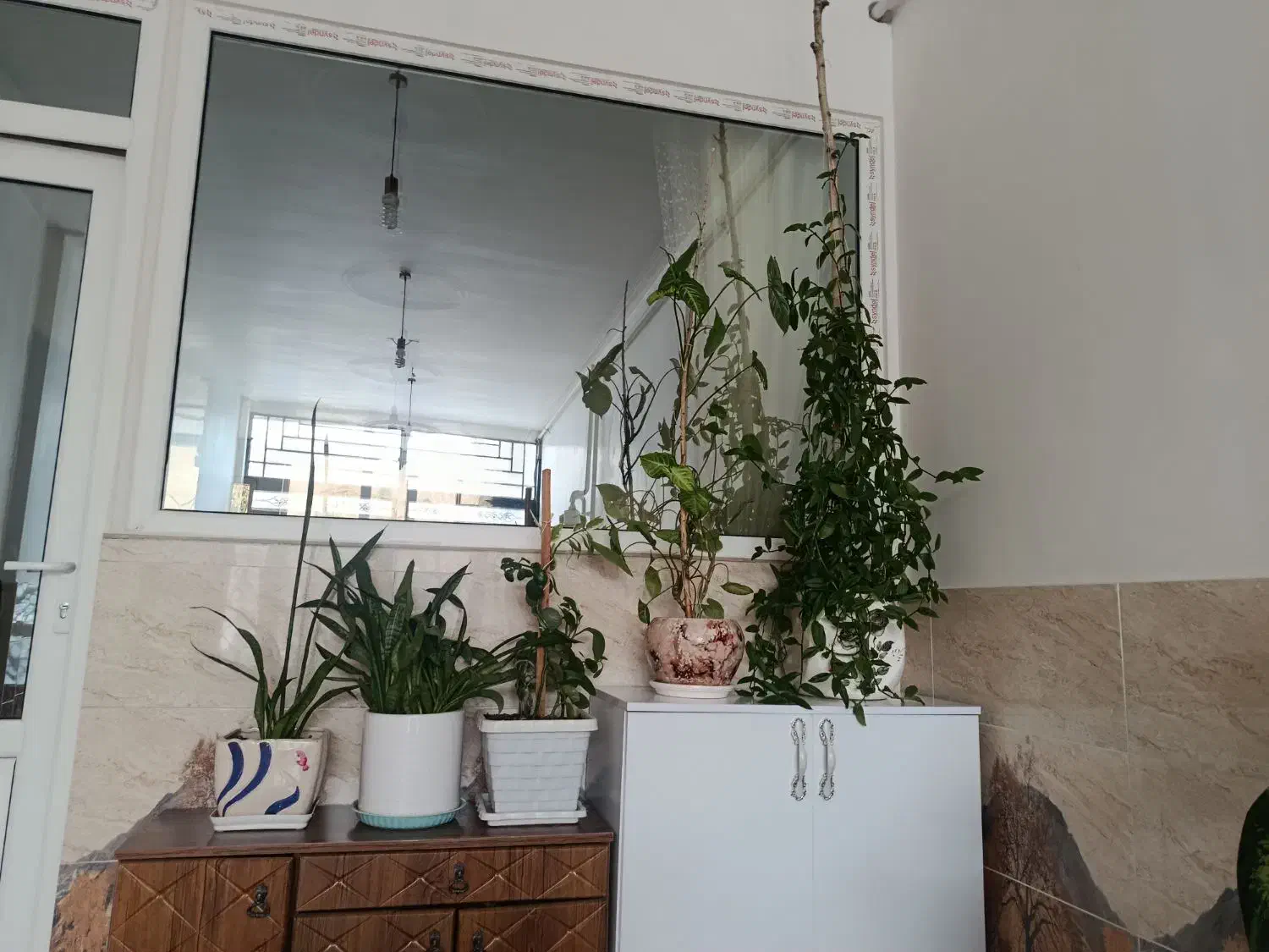 گل دیفن باخیا|گل و گیاه طبیعی|سردشت, |دیوار