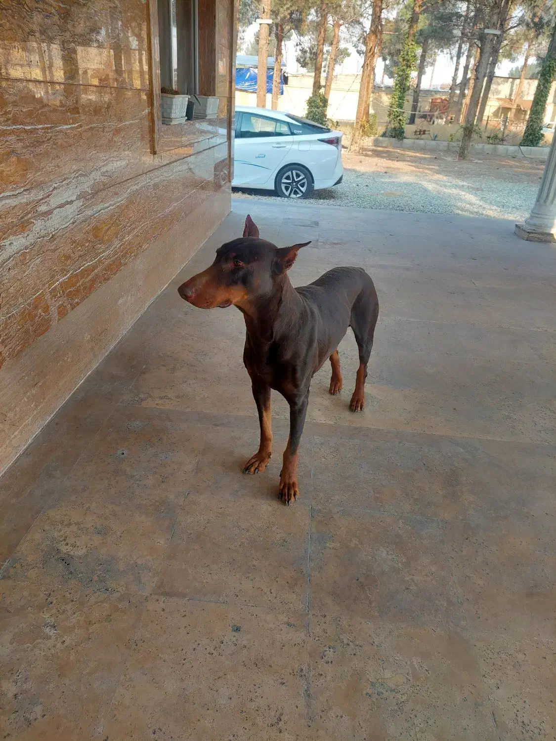 سگ دوبرمن اماده جفت|سگ|کهریزک, |دیوار