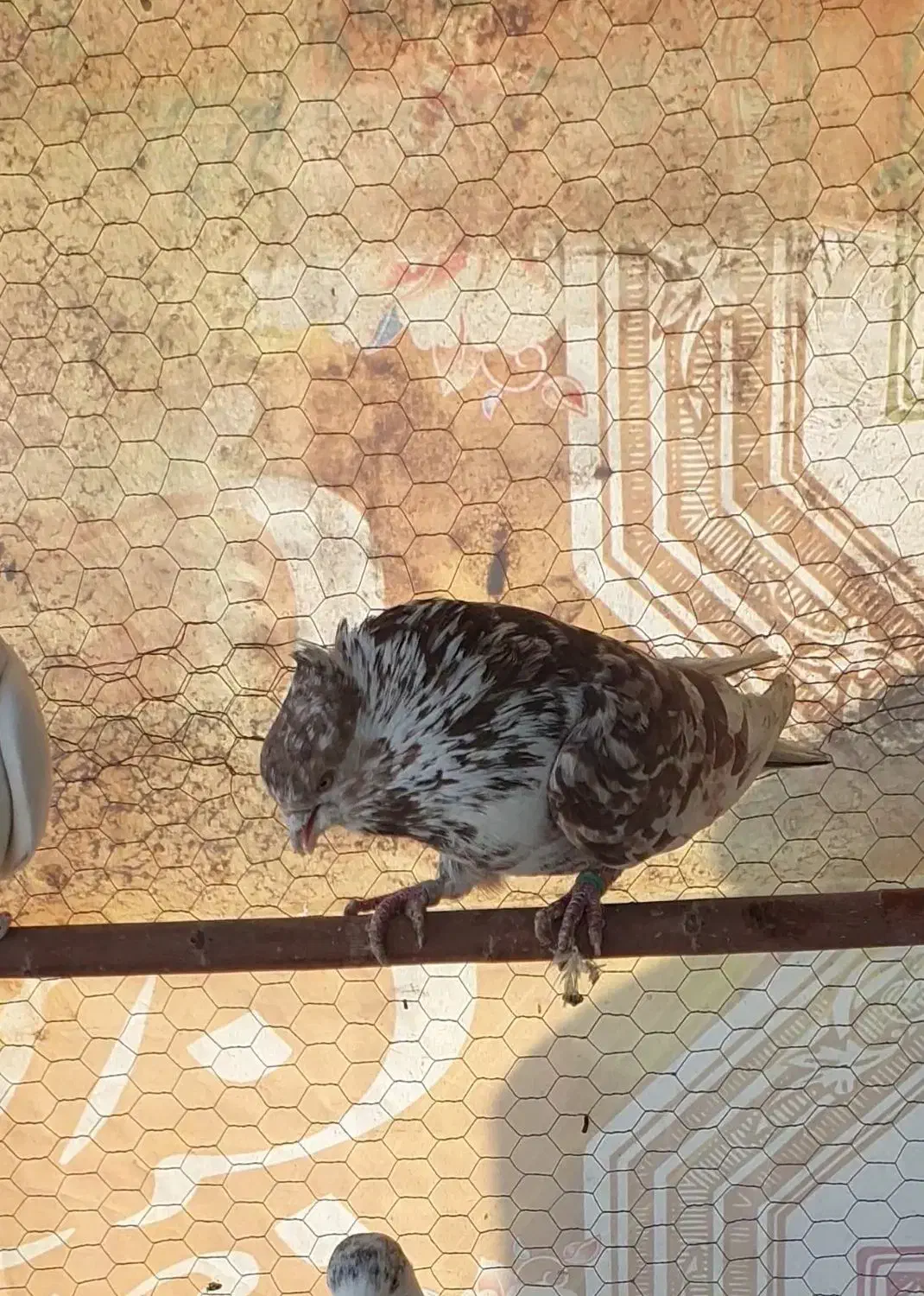 دوتا نر مست قلمکار|پرنده|اصفهان, سرشبادران|دیوار