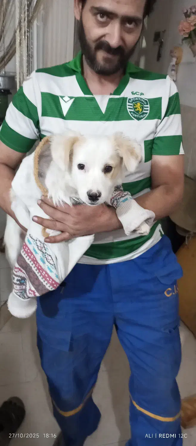 گم شده|حیوانات|سیرجان, |دیوار