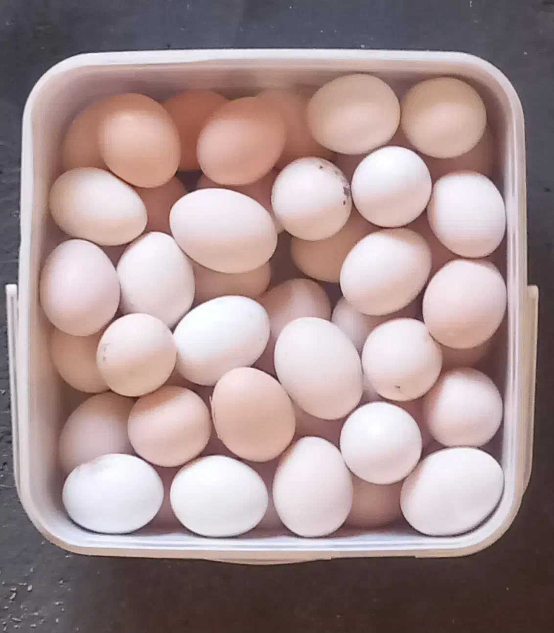 تخم مرغ کردی|خوردنی و آشامیدنی|کرمانشاه, |دیوار