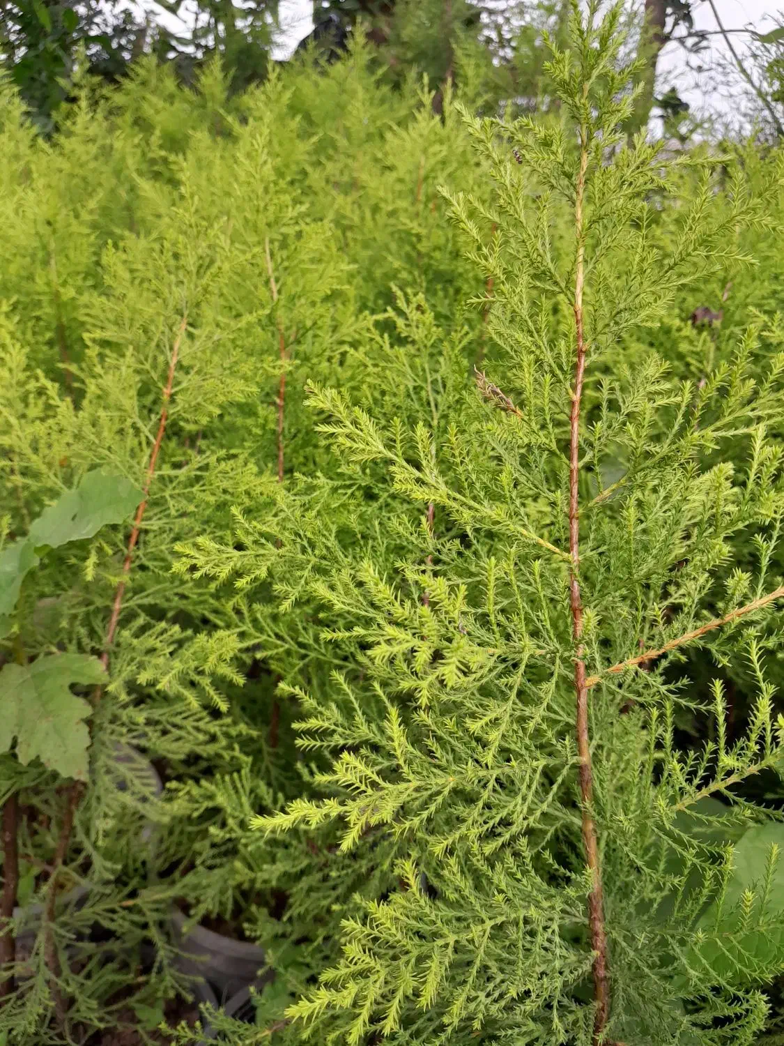 فروشی|گل و گیاه طبیعی|ماسال, |دیوار