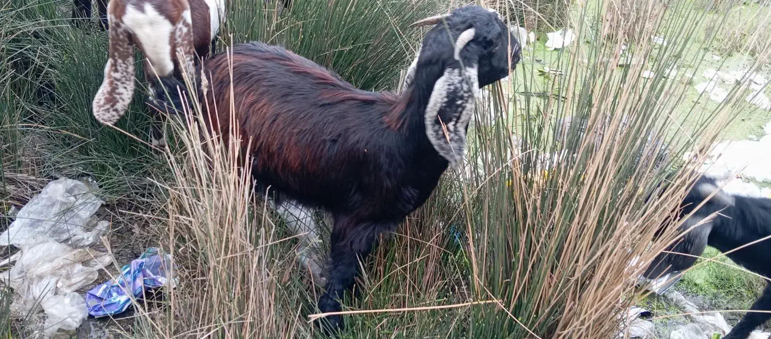 بره نر|حیوانات مزرعه|شادگان, |دیوار