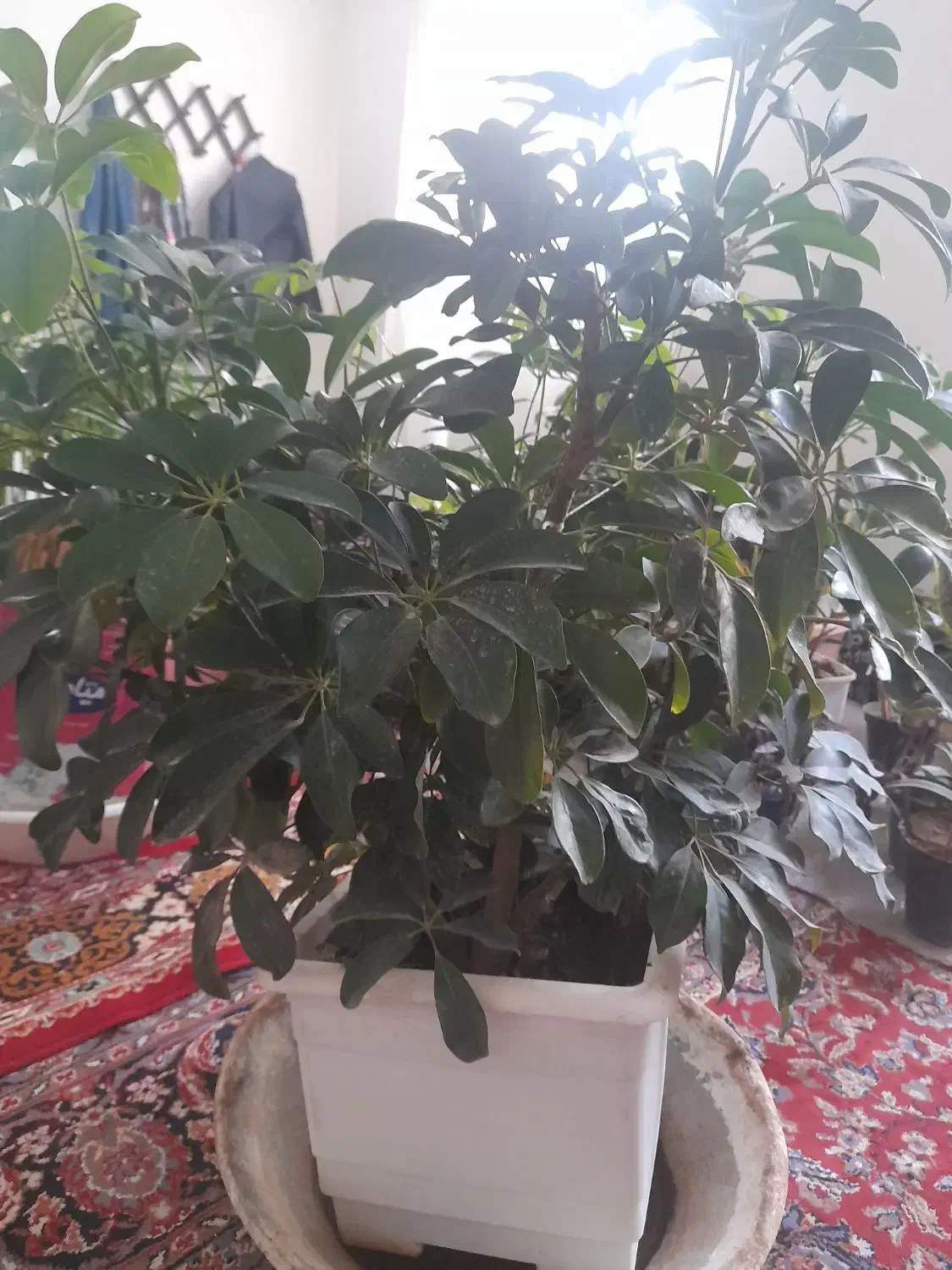 گل،شلفرا|گل و گیاه طبیعی|شیروان (خراسان), |دیوار