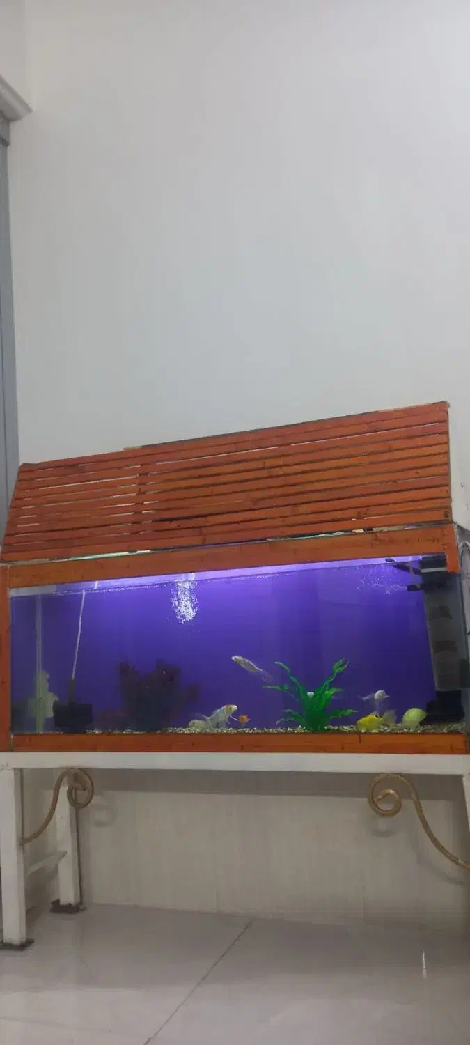 آکواریوم|ماهی|نیشابور, مازول|دیوار