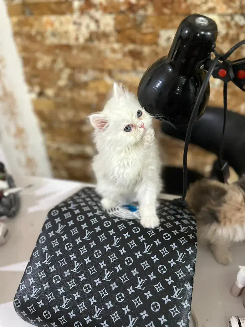 پرشین فلت|گربه|ارومیه, |دیوار