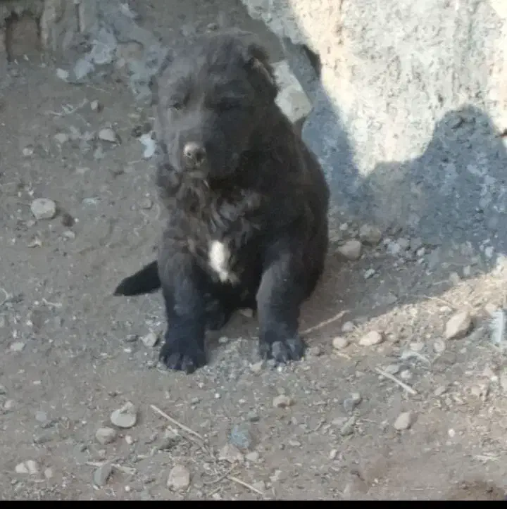 ماده و توله ماده|سگ|کمیجان, |دیوار