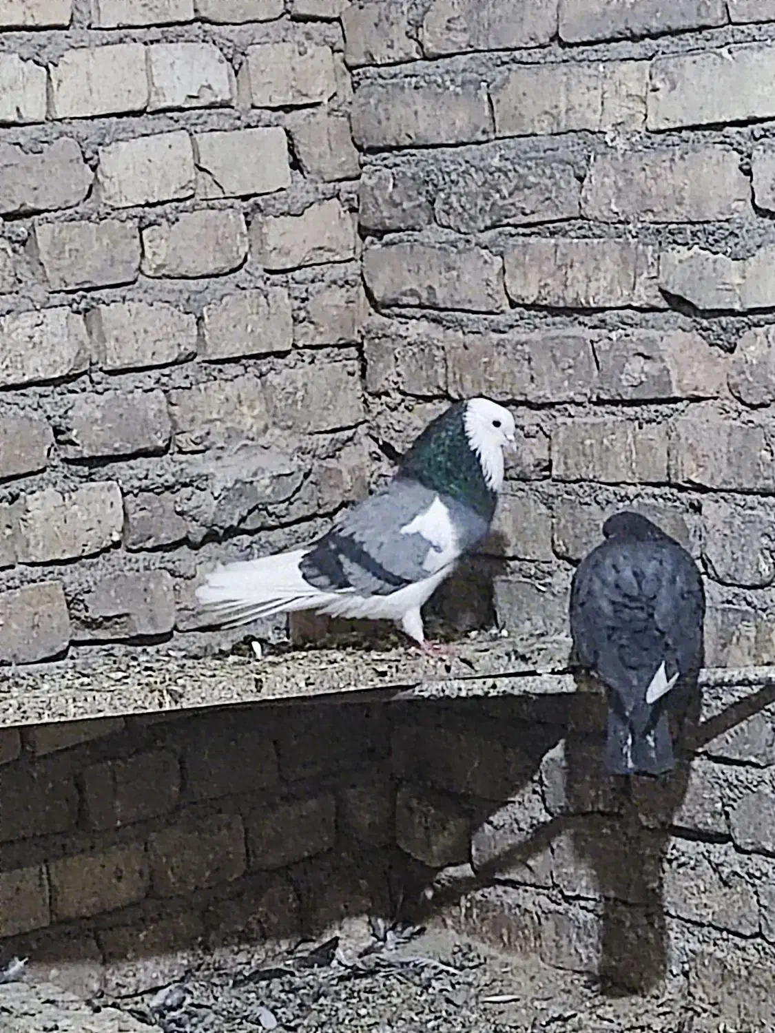 کفتر پرشی|حیوانات|حمیدیا, |دیوار