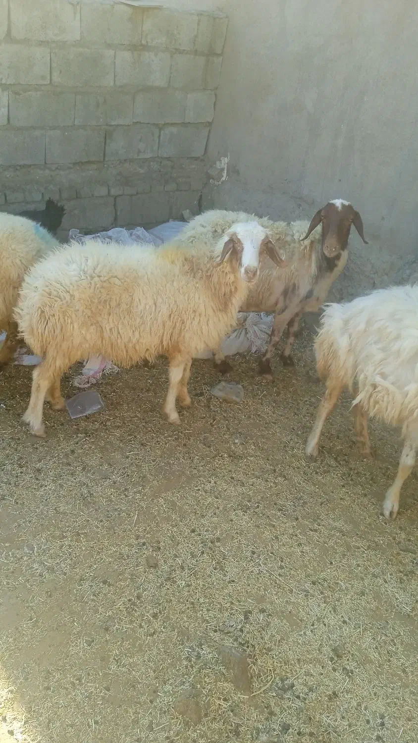 قصابی گوشت ارزان ودام زنده گوساله،شیشک،بز،تی،|حیوانات مزرعه|پلدختر, |دیوار