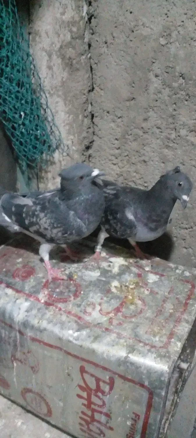 کبوتر|پرنده|سیوان, |دیوار