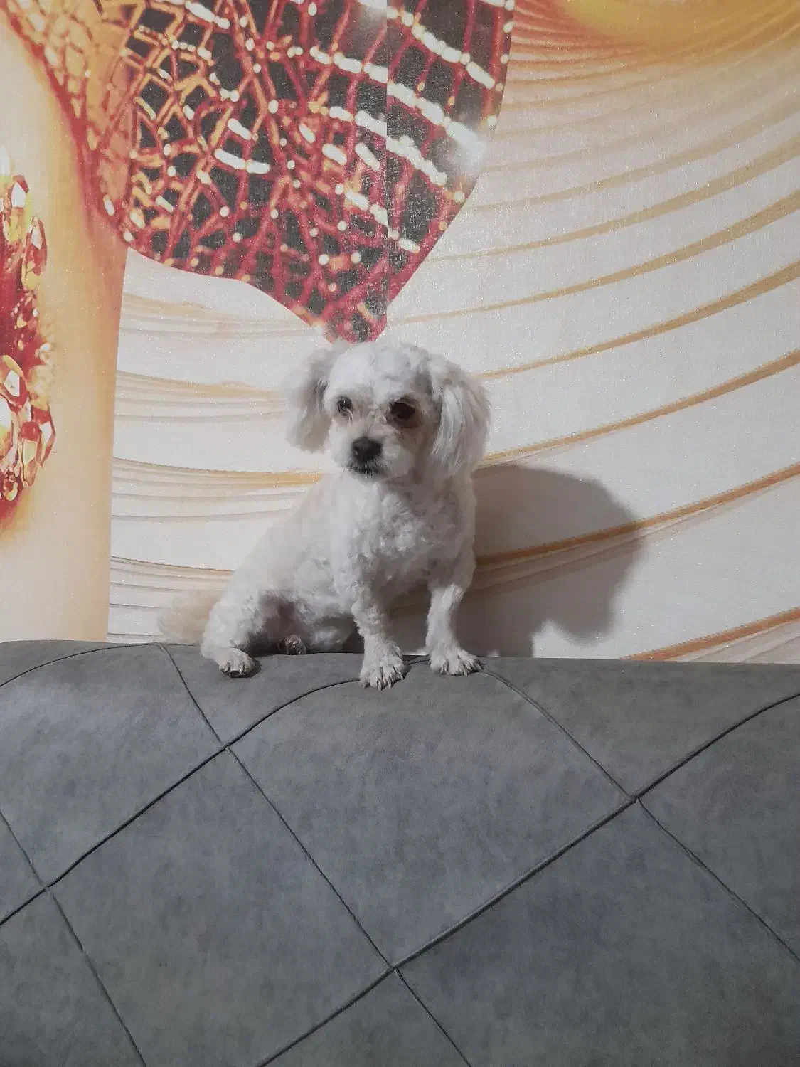 سگ مالتیپو|سگ|بندر انزلی, پیل علی باغ|دیوار