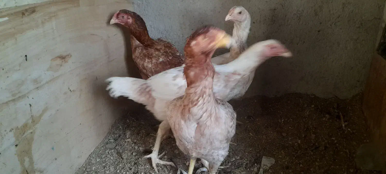 مرغ لاری|حیوانات مزرعه|رباط‌کریم, شترخوار|دیوار