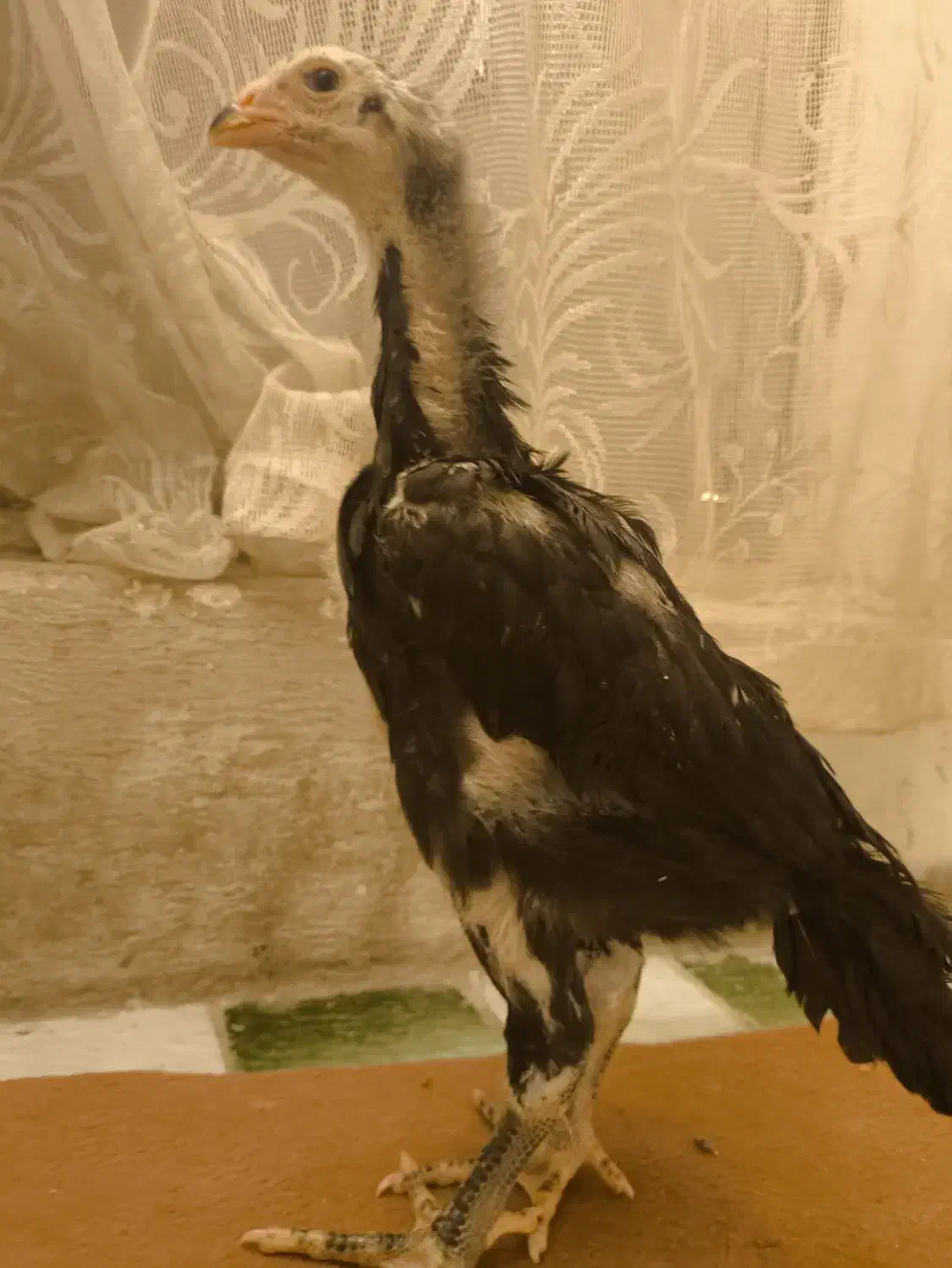 جوجه اوشامو|حیوانات مزرعه|صباشهر, |دیوار