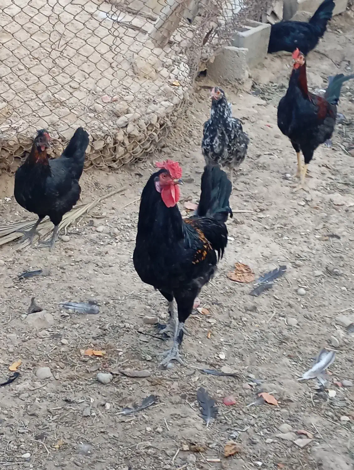 فروش مرغ وخروس|حیوانات مزرعه|وحدتیه, |دیوار