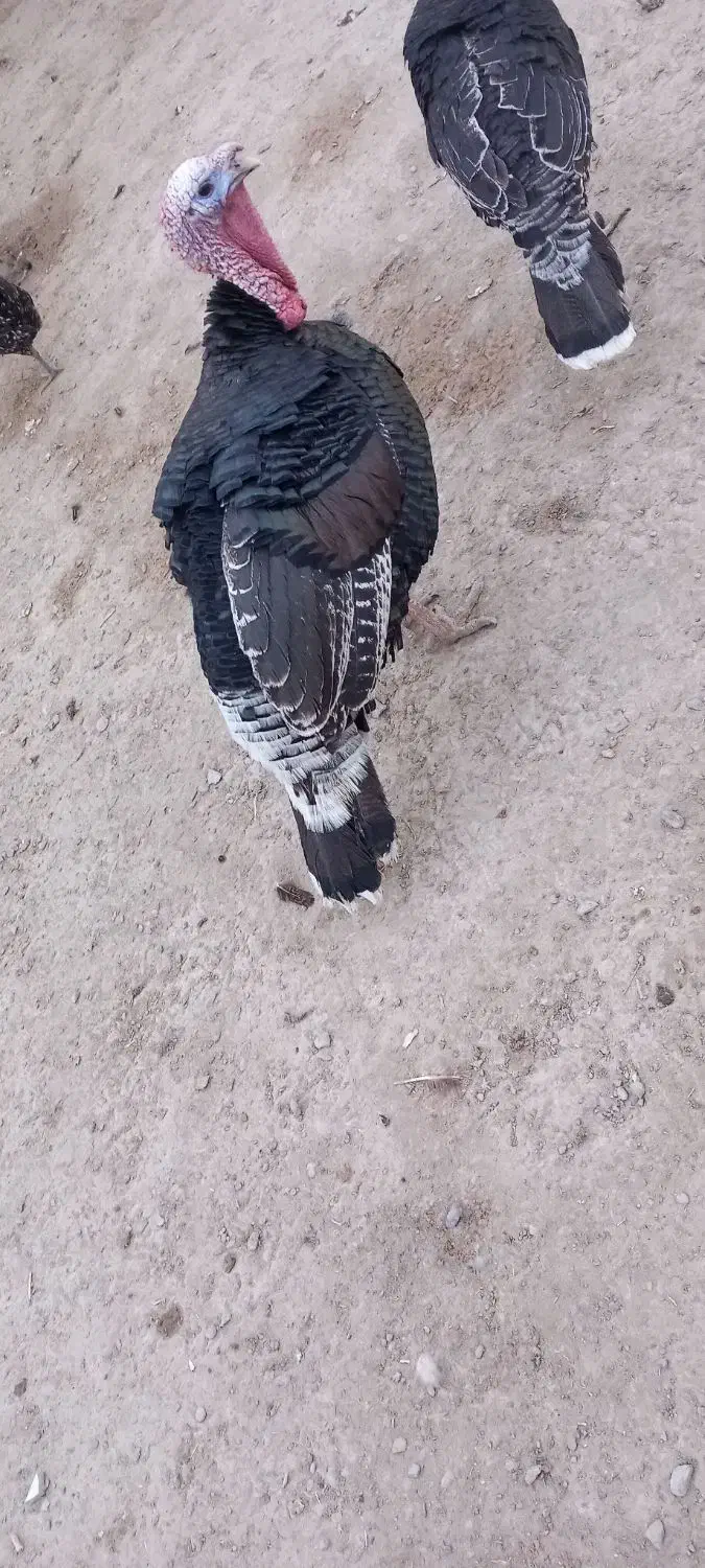 بقلمون نر|حیوانات مزرعه|هیرمند, |دیوار