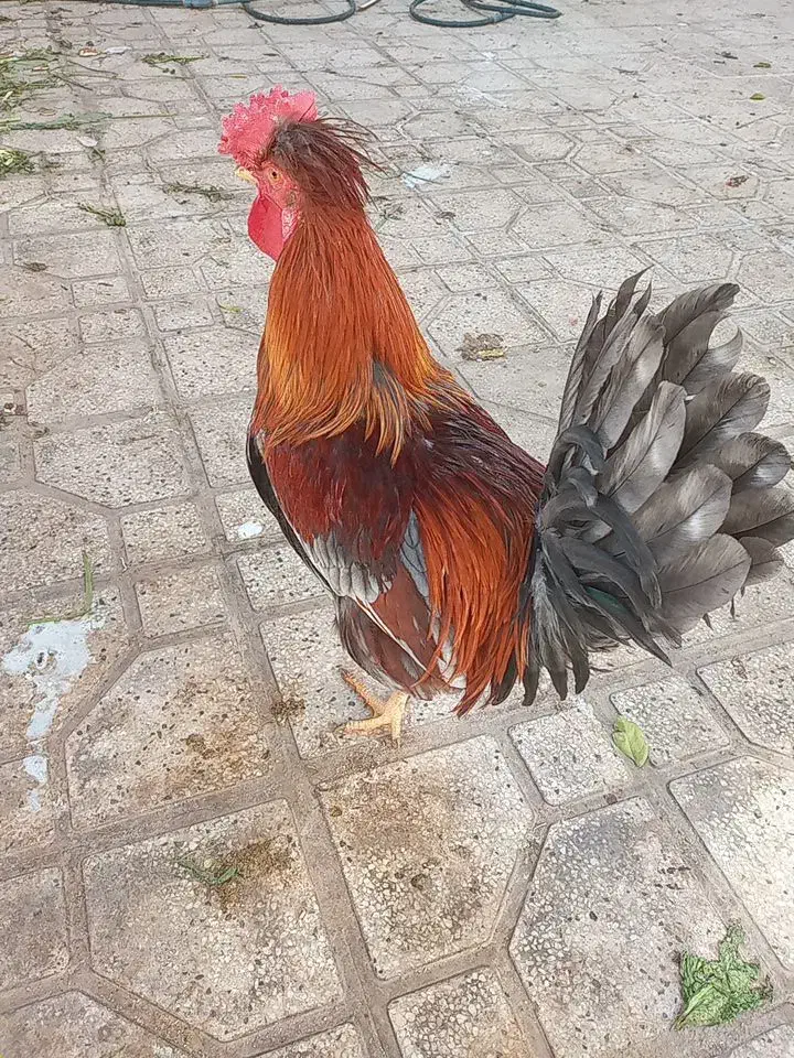 تخم نطفه دار درجه یک.ومصرف دارویی خوراکی.|حیوانات مزرعه|شیراز, زرهی|دیوار