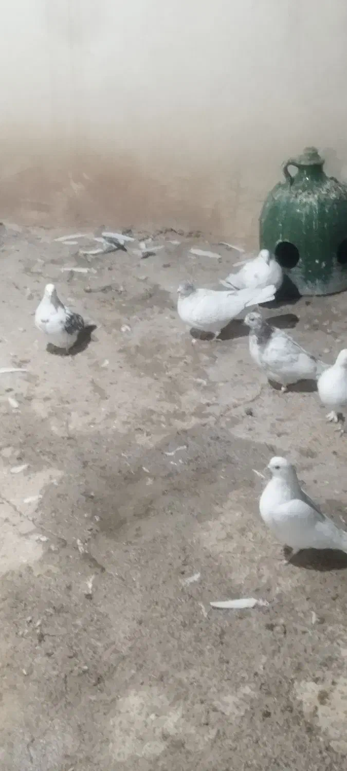 کبوتر فروشی|پرنده|محمدشهر, شهرک پیام (مهرالبرز)|دیوار