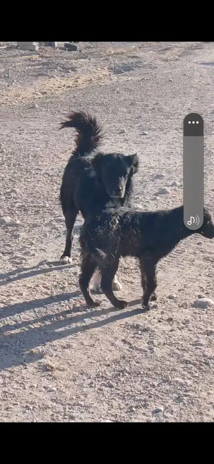 دلبر سیاه به فروش میرسد|سگ|پاسارگاد, |دیوار