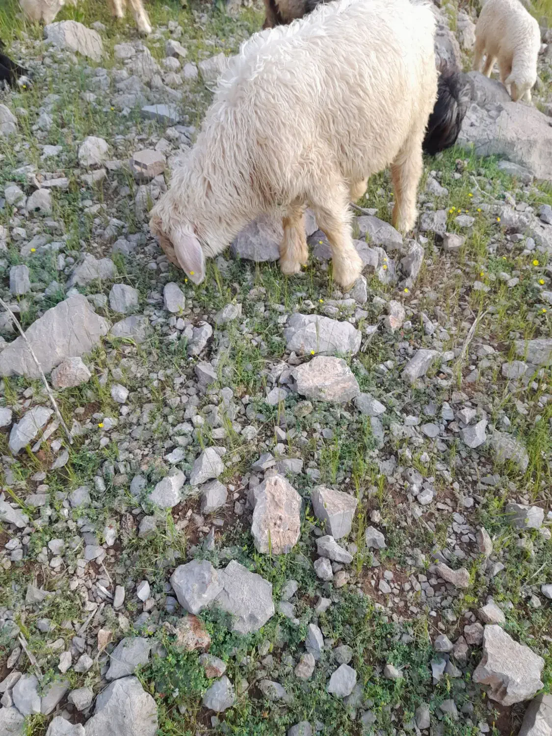 بره|حیوانات مزرعه|ایذه, |دیوار