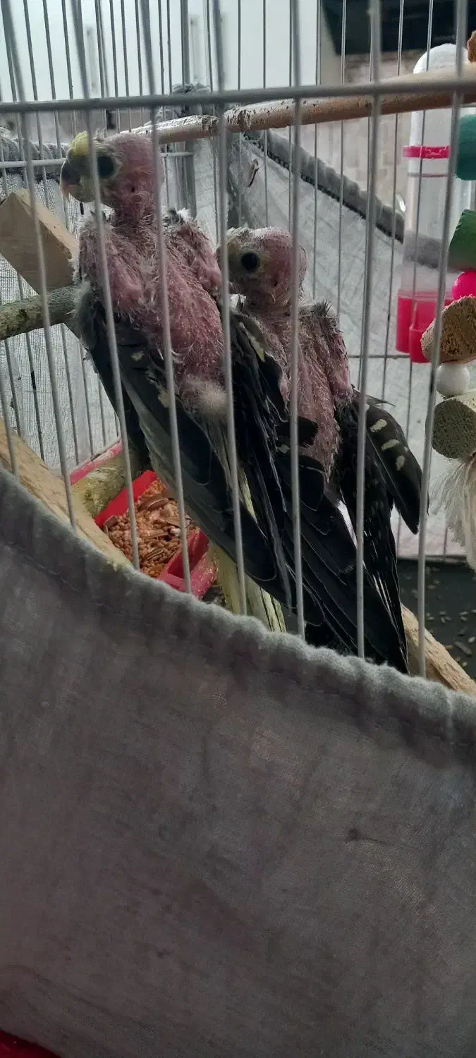 عروس هلندی|پرنده|کلاچای, |دیوار