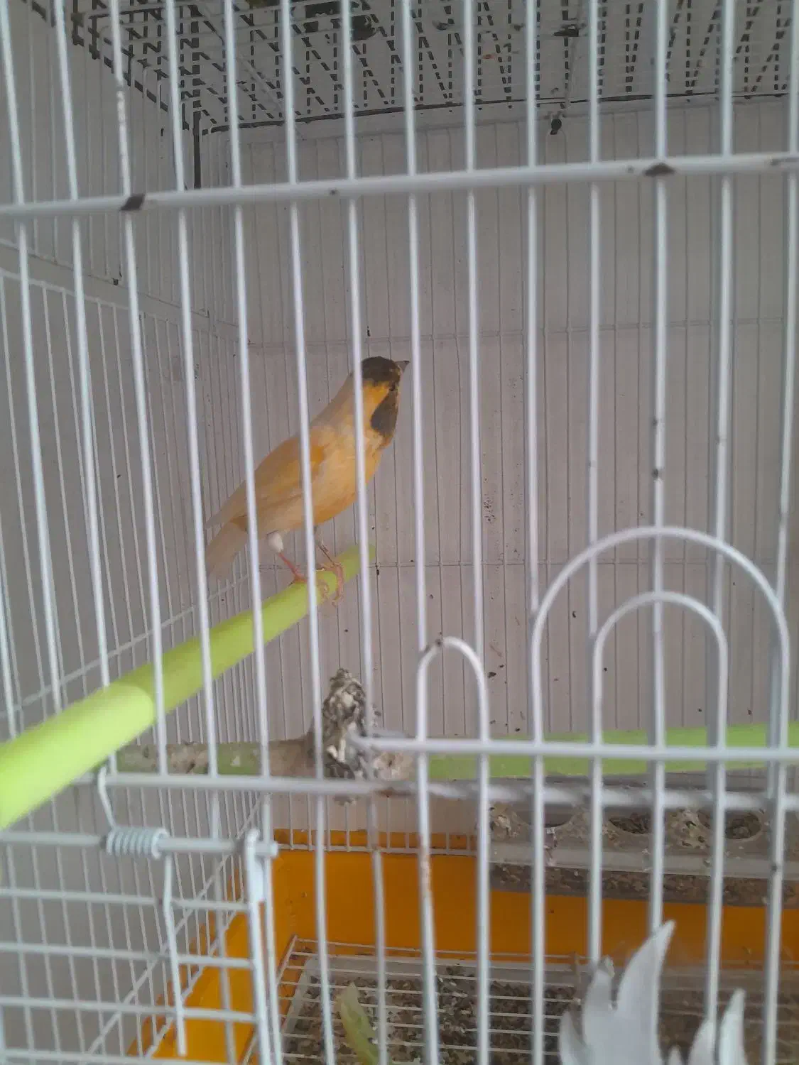 قناری نر معاوضه باسهره|پرنده|اردبیل, |دیوار