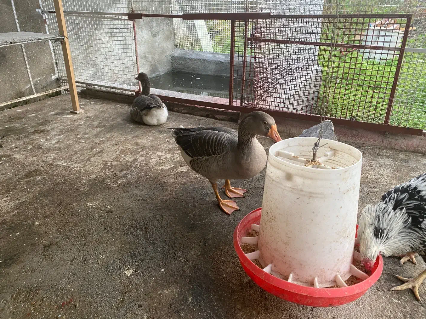 فروش غاز بالغ محلی|حیوانات مزرعه|سلمان‌شهر, |دیوار