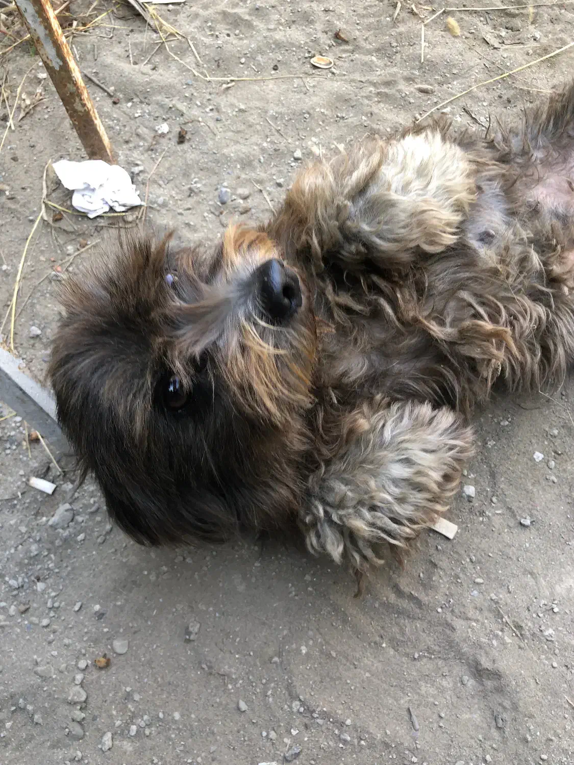 واگذاری سگ شیتزو تیرییر ماده|سگ|سرخرود, |دیوار