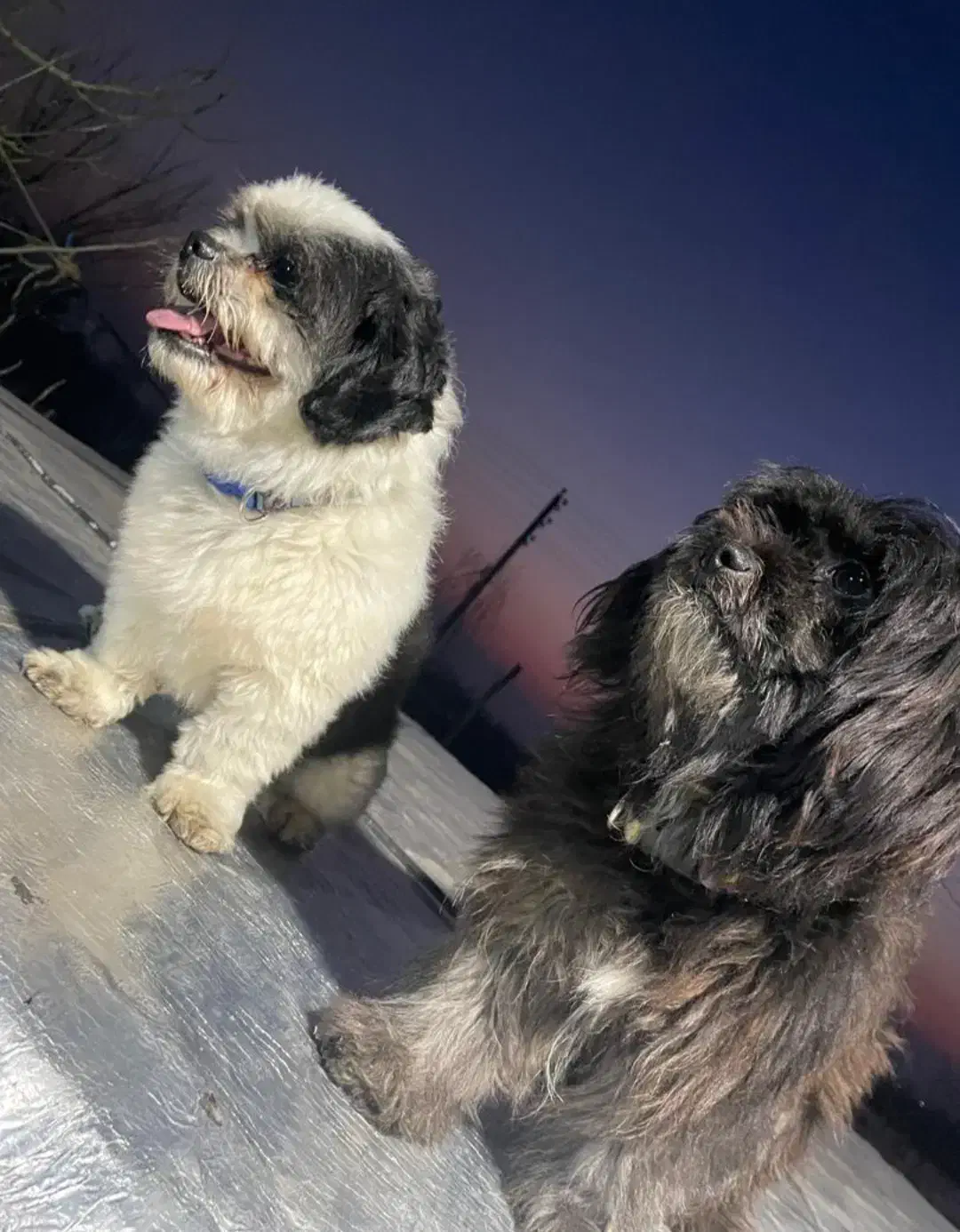 سگ گمشده|حیوانات|رشت, پسیخان|دیوار