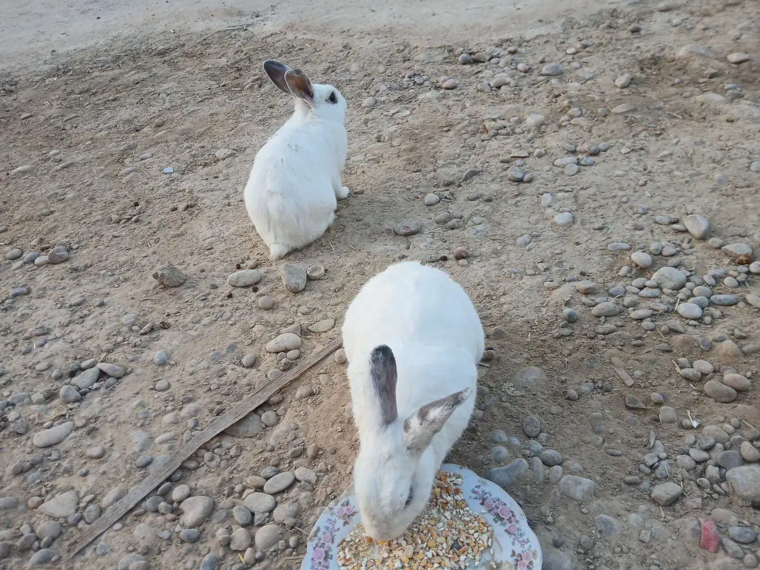 سه عددخرگوش فورش فوری|موش و خرگوش|هندیجان, |دیوار