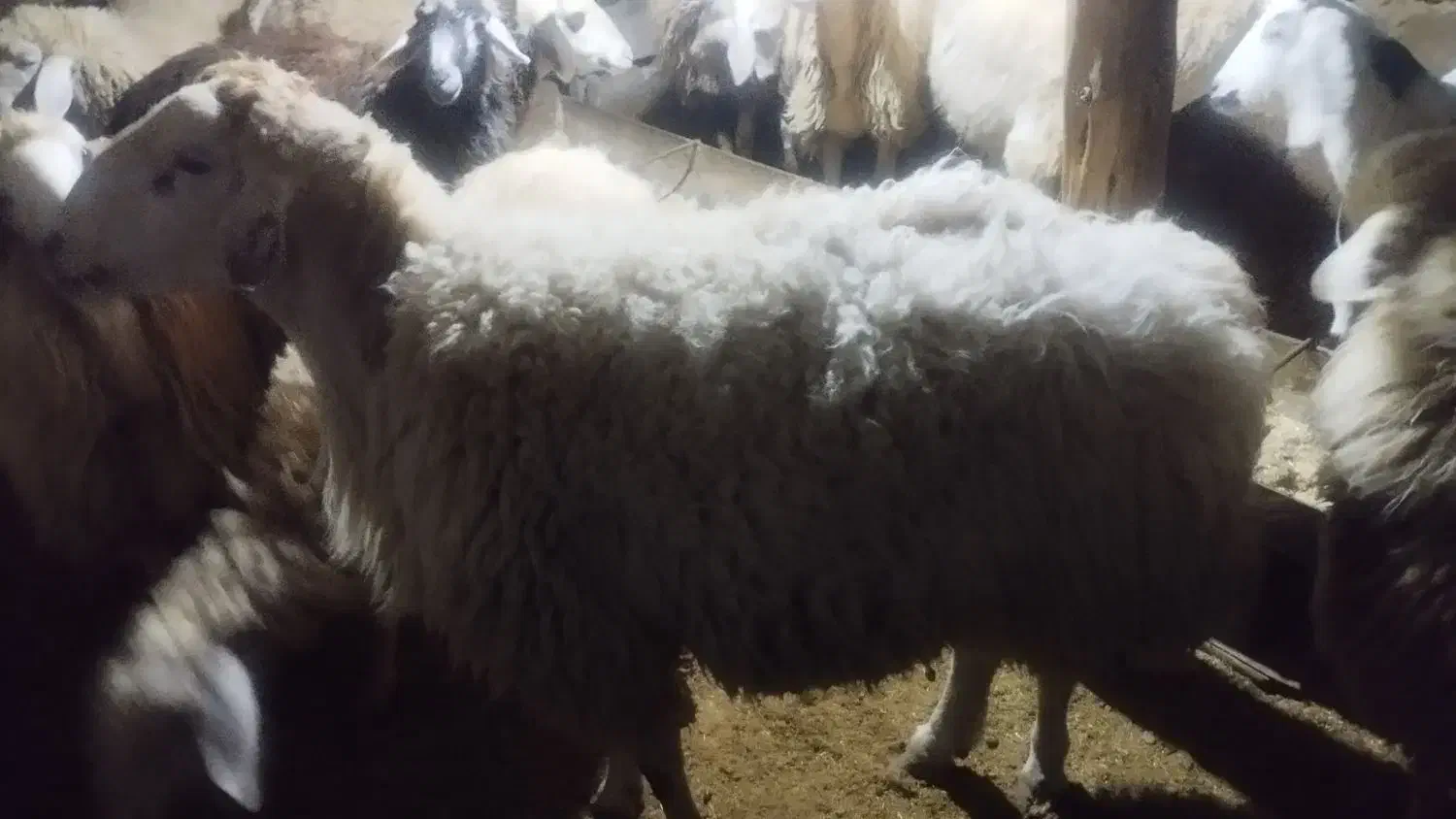 قوچ|حیوانات مزرعه|بجنورد, |دیوار