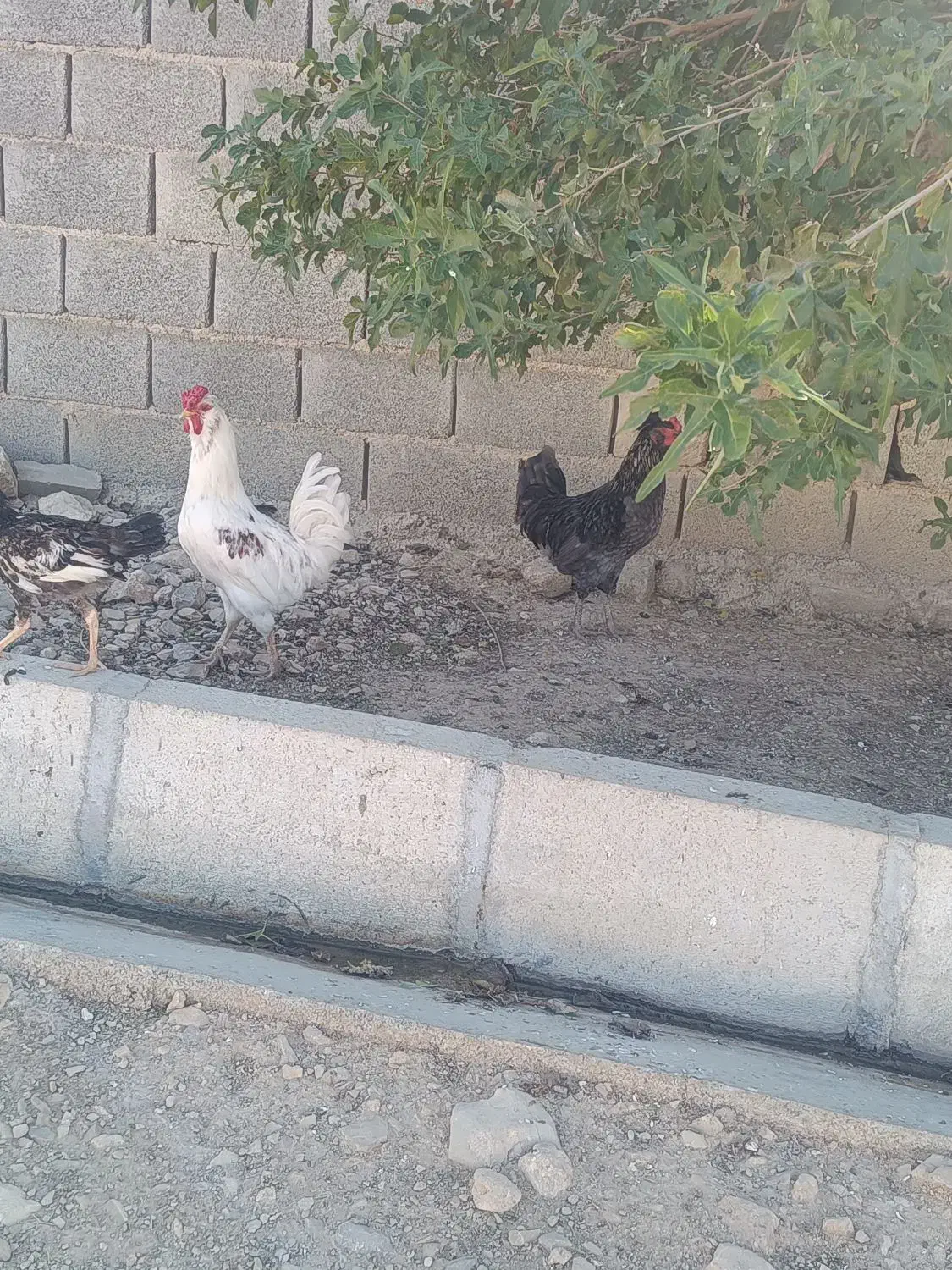 خروس گلین|حیوانات مزرعه|سرپل ذهاب, |دیوار