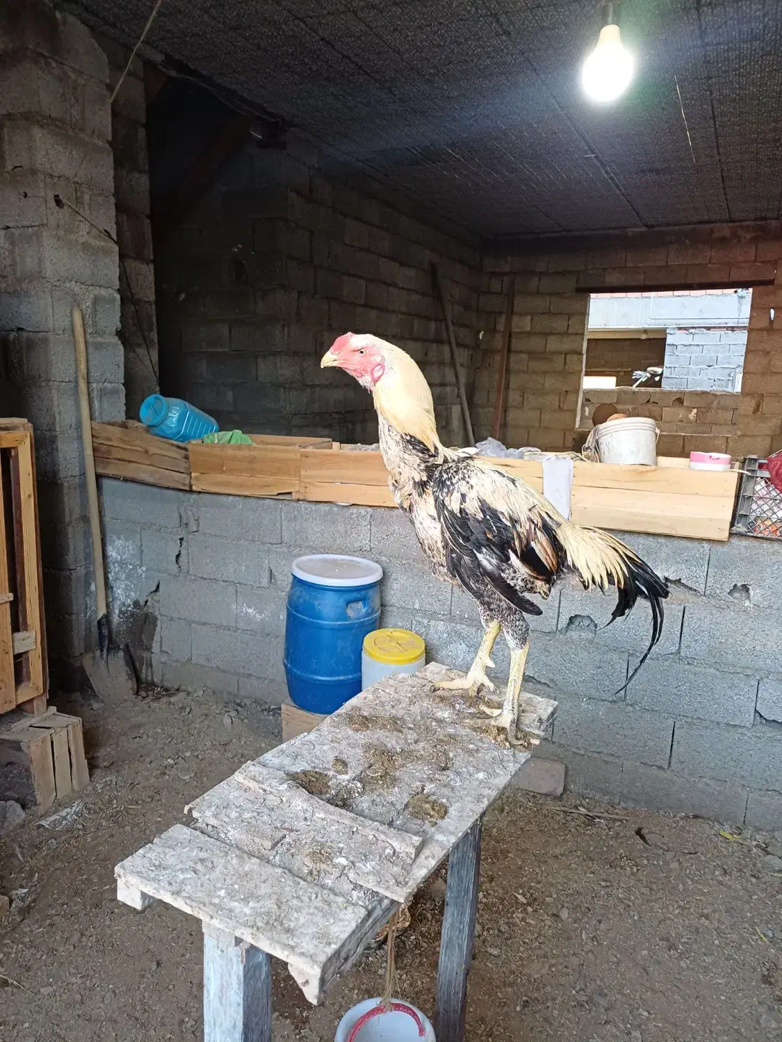 خروس لاری اصیل|حیوانات مزرعه|هادی شهر, |دیوار