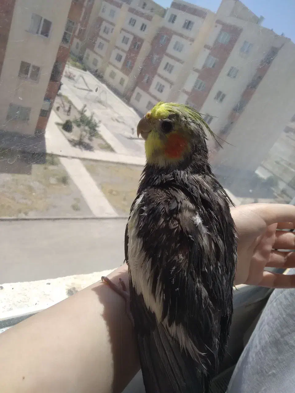 گم‌شده  عروس هلندی|حیوانات|گلبهار, شهر جدید گلبهار|دیوار